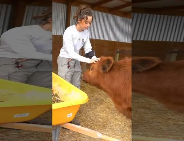 Maya Higa and Twitch Share Adorable Winnie the Cow Moment