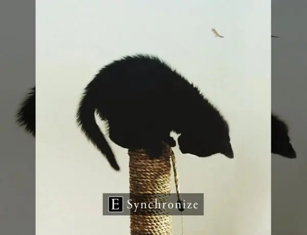 Assassin's Creed Celebrates International Cat Day With Purr-fect Post