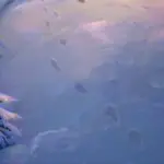 Marvel Rivals Drops a Frosty New Peni Parker Skin That's Got Players Talking