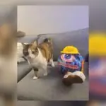 Gamer Creates World's Only Dr. Muto Plushie After Friend Beats Obscure GameCube Classic