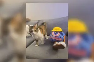 Gamer Creates World's Only Dr. Muto Plushie After Friend Beats Obscure GameCube Classic